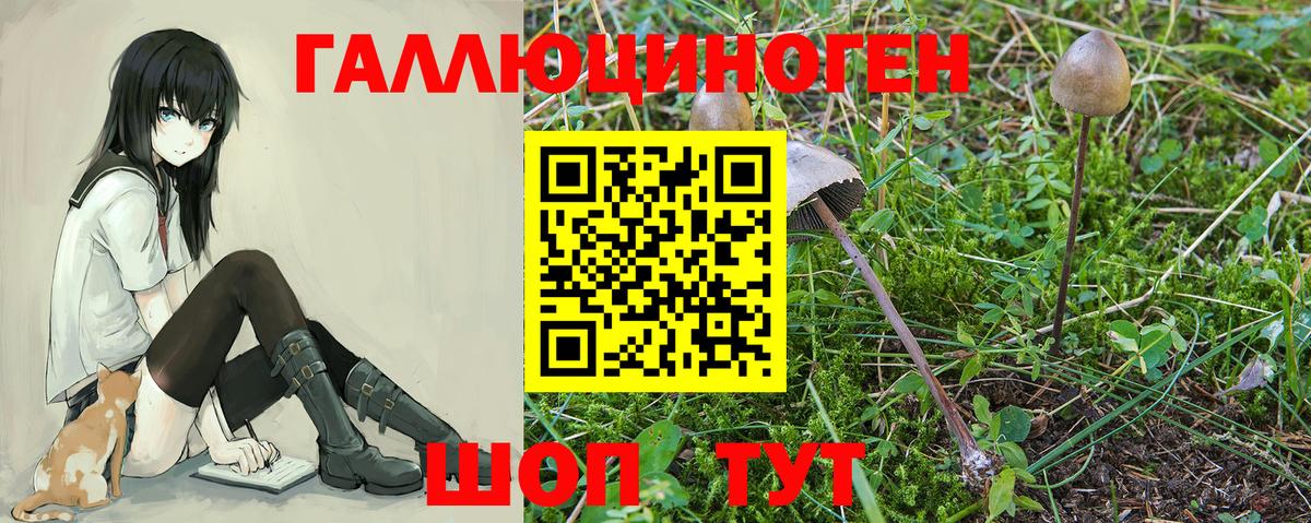 Мариинск  Псилоцибиновые грибы прущие грибы  Вход с VPN 